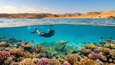 دليل السفر إلى مرسى علم لعام 2026 من موقع سيتي فايندر - الغوص مع الدلافين وأبقار البحر في مياه فيروزية بكر.