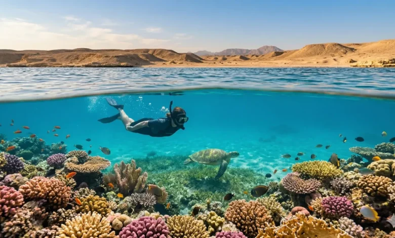 دليل السفر إلى مرسى علم لعام 2026 من موقع سيتي فايندر - الغوص مع الدلافين وأبقار البحر في مياه فيروزية بكر.